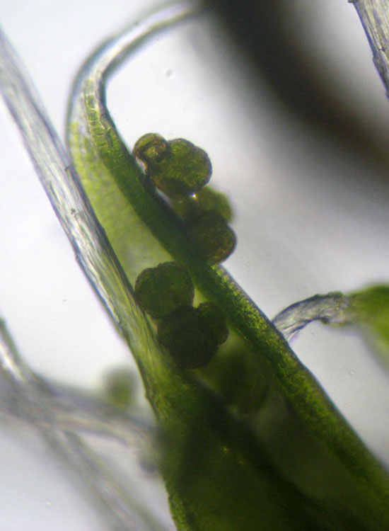 Muschio su tronco: Syntrichia ruralis?